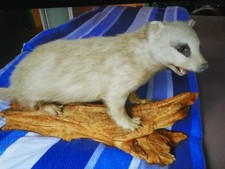 🦡 Präparierter Dachs auf