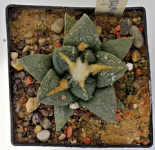 Kakteen – Kaktus –