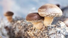 Shiitake Flüssigmycel Pilzkultur Spritze 10ml Spawn Pilzbrut