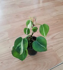 Philodendron Silver Stripe Pflanze 