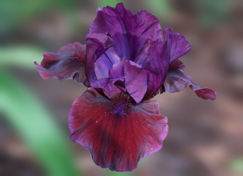 Schwertlilie iris fire - /,