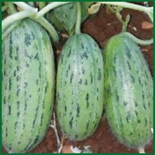 Türkische Gurke Badem Acur