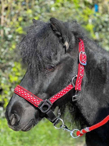 Equipride einhorn poky dot - equipride,