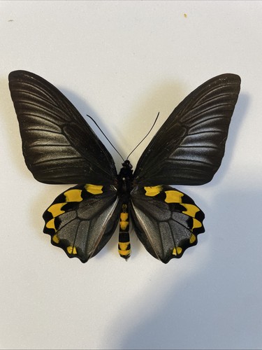 Entomologie*Troides
