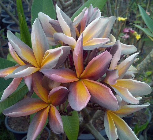 Frangipani plumeria metallica - frangipani,