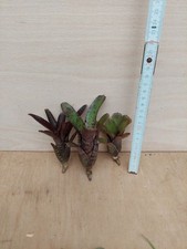Bromelien sortiment 3 - sortiment,,