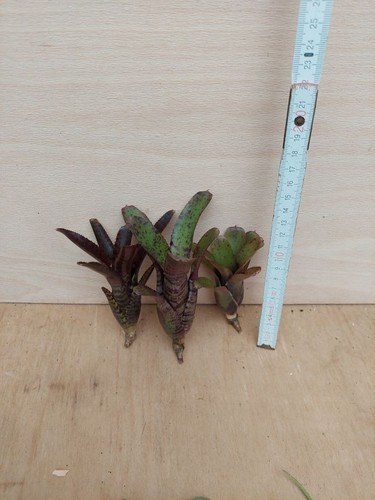 Bromelien sortiment 3 - sortiment,,