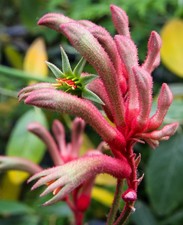 SAMEN KäNGURU-BLUME