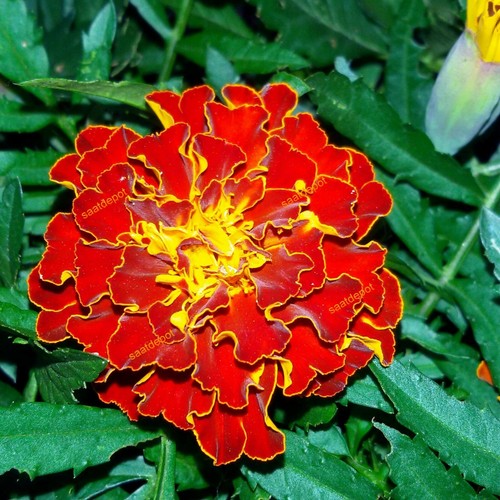 Studentenblume bonita carmen - bonita,