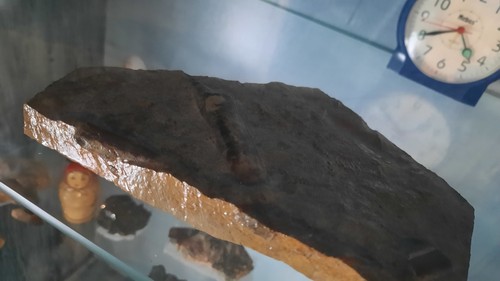Fossilien donnerkeil - fossilien,