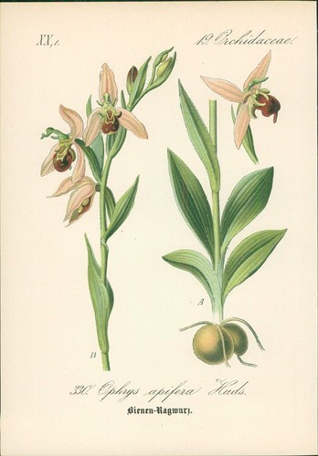 Chromolithographie - ,