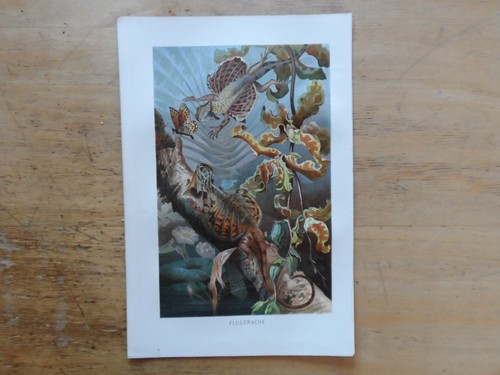 Orig chromolithographie - orig.(1892),