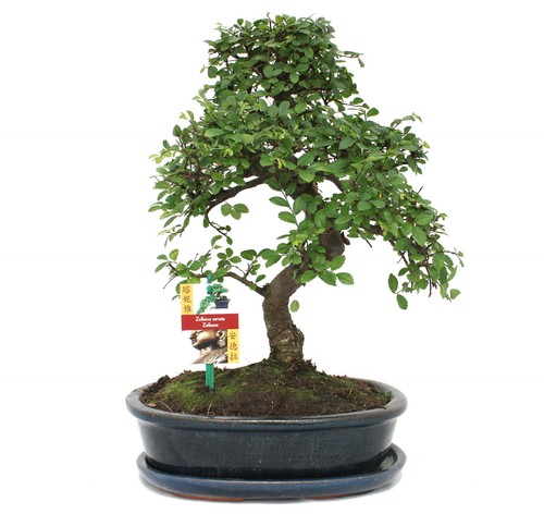 Exotenherz bonsai - -,
