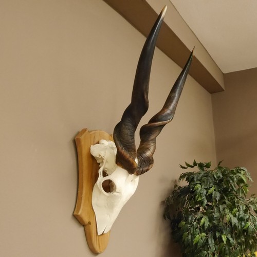 Eland - , (taurotragus