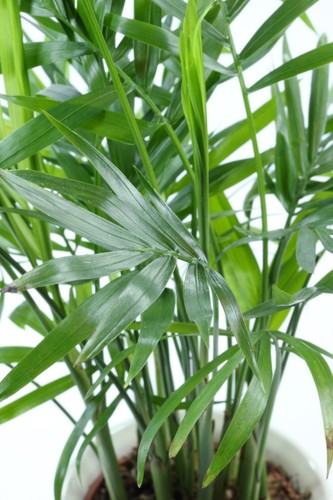 Gute samen pemba palme - pemba-palme, büro
