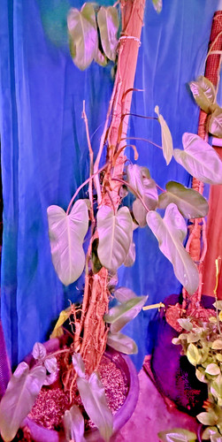 Red emerald philodendron - red,