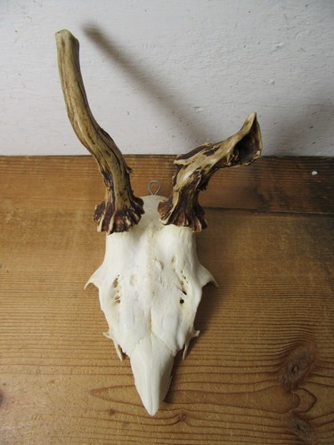 Abnormes rehgeweih gehörn - abnormes,