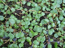 Wassernabel, Hydrocotyle