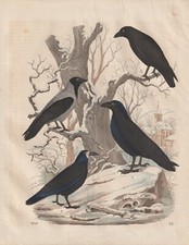 Krähen kolkrabe rabenkräfe - krähen,