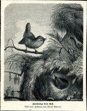 Wren -- wren at the nest --