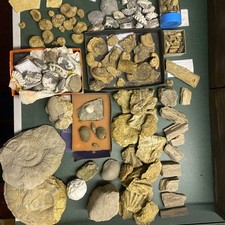 Mineralien Versteinerung Fossilien Konvolut Aus Dem Oberpfälzer Jura Und Malm