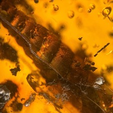 SPIRALSCHNECKE in Burmesisch / Burmit Bernstein Fossil / 100% Echt Bernstein 