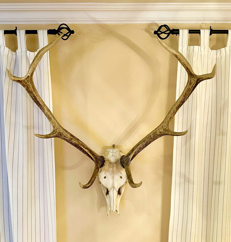 Hirsch geweih ender - geweih, zur