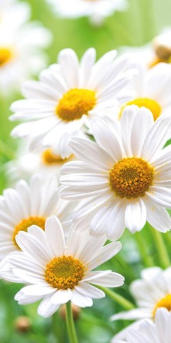 Textilbanner margeriten 1x 2 - 1x,