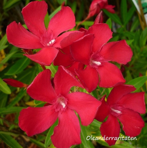 Oleander pflanze paseo 70cm - oleander,