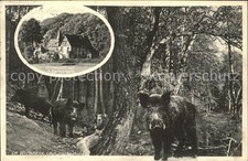 Darmstadt Oberwaldhaus Wildpark Schweine