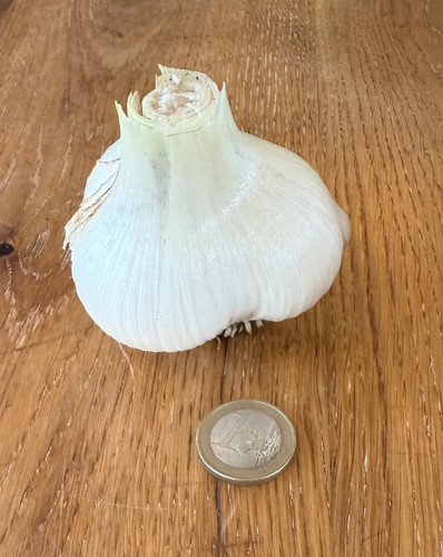 Elefantenknoblauch zehen - elefantenknoblauch,