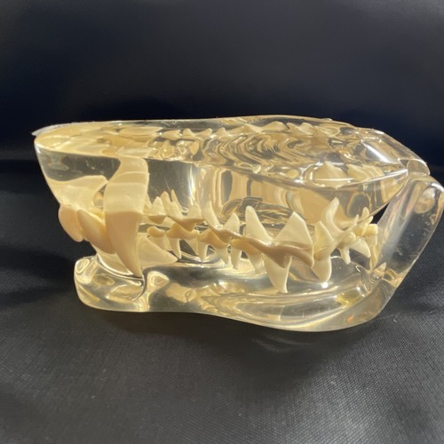 Zahnmodell hund dental - hund,