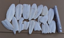 Sepiaschalen, größere