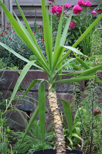 Yucca palmlilie - yucca,