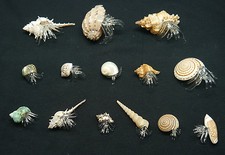 Strandgefühl: Einsiedlerkrebs aus Glas in echter Muschel bzw Schnecke div Sorten