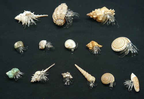 Strandgefühl einsiedlerkrebs - strandgefühl:,