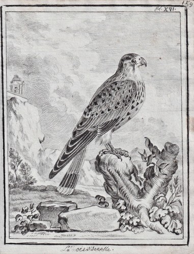 Turmfalke kestrel faucon - faucon, falke