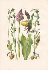  Cypripedium calceolus /