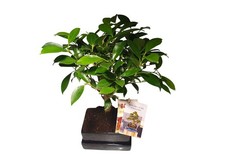 Modern Living Bonsai mit