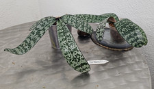 Taiwan Duft Orchidee Ph