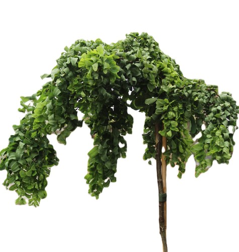 Scheinakazie robinia twisty - scheinakazie,