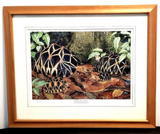 Wandbild Schildkröten Burmes