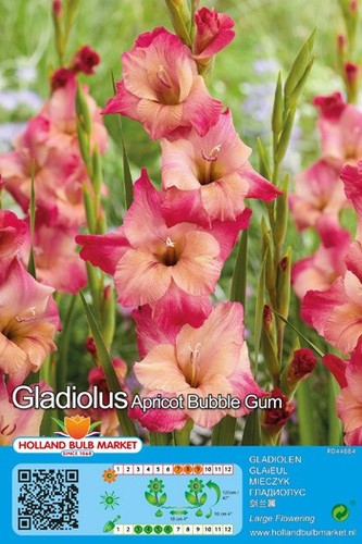 Gladiolen - @, (◕‿◕)\@