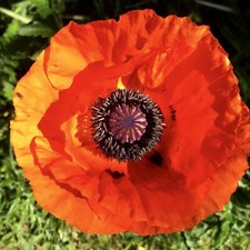 500 Samen roter türkischer Riesenmohn Mohn Papaver orientale winterharte Staude