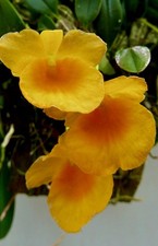 Dendrobium ´Golden Eye´