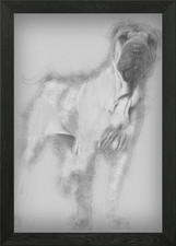 Shar Pei Welpe 6 Monate alt