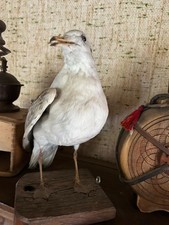 Möwe, ausgestopftes Tier, Vogel, Tierpräparat, Präparat, Wildtier