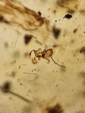 Seltenes Pseudoskorpion und Mücke im 100 Millionen Jahre alten burmesischen Bernstein 