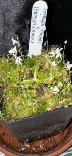 Nepenthes x - x,