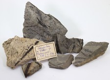 Pflanzen-Sammlung, Konifere